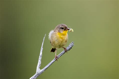 How to Attract Bug-Eating Birds to Your Backyard – Chirp Nature Center