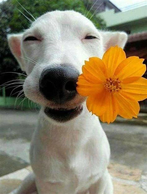 Just a happy dog reminding us to smell the flowers : r/aww