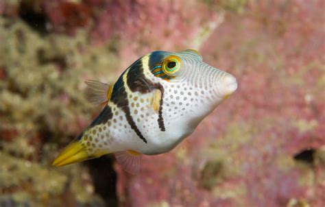 Pufferfish Profiles, Facts, Information and Pictures