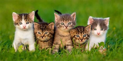 What Is A Group Of Cats Called? - Cats.com