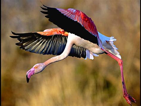 Flying Flamingo, flying, flamingo, colors, bonito, HD wallpaper | Peakpx