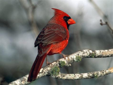 Red Cardinal Bird | KINGDOM OF BIRD