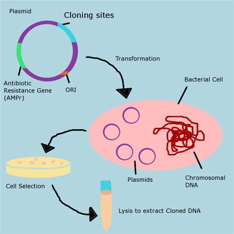 Molecular Biology Laboratory Techniques - HubPages