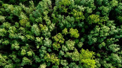 To Combat Climate Change, See the Forest for the Trees