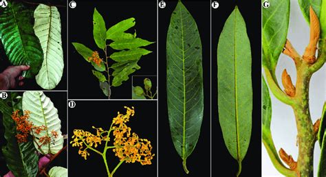 Virola calophylla A branch with leaves, showing both sides B branch ...