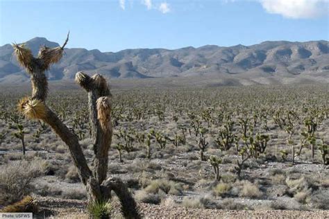 The Desert Biome: Facts, Characteristics, Types Of Desert, Life In Deserts