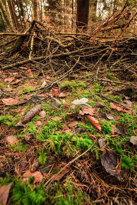 Leaves in Autumn on Forest Ground Stock Photo - Image of green, bright ...