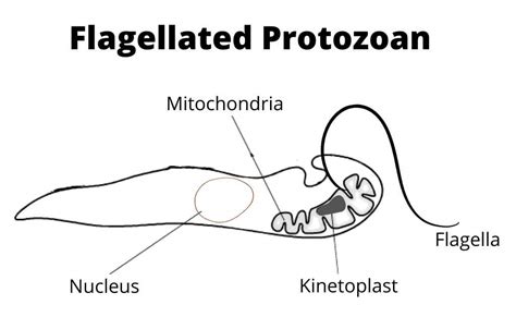 Protozoa-General Structure, Characteristics, and Classification