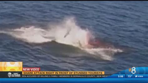 Shark attack right in front of stunned tourists - CBS News 8 - San ...