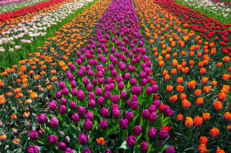 Field of Flowers Royalty-Free Stock Photo