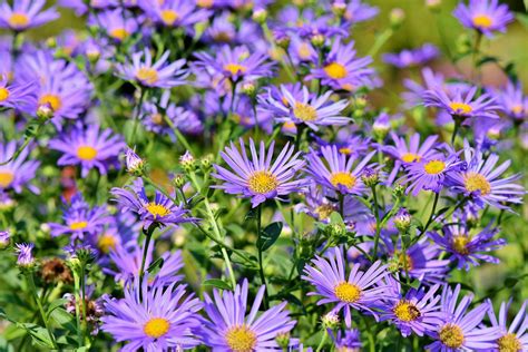 Perennial of the Month - Fall Asters - True Blue Nursery