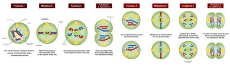 Difference Between Metaphase 1 and 2 | Compare the Difference Between ...