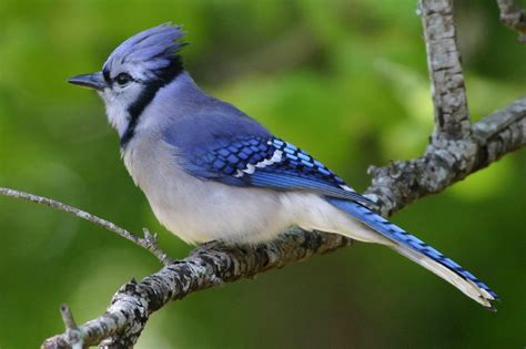 Blue Jay Bird Wallpaper - WallpaperSafari