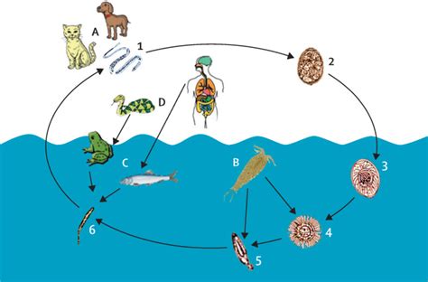 Endolimax Nana Life Cycle