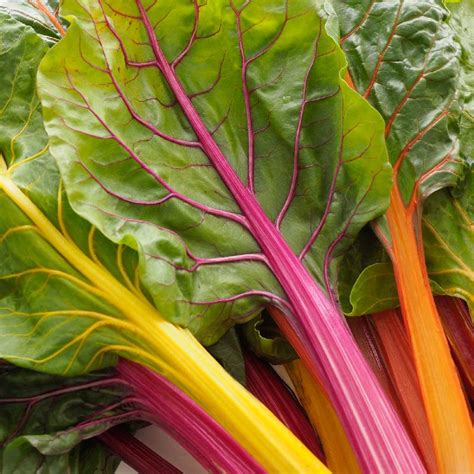 Rainbow Swiss Chard Seeds | Chard Seeds for Planting