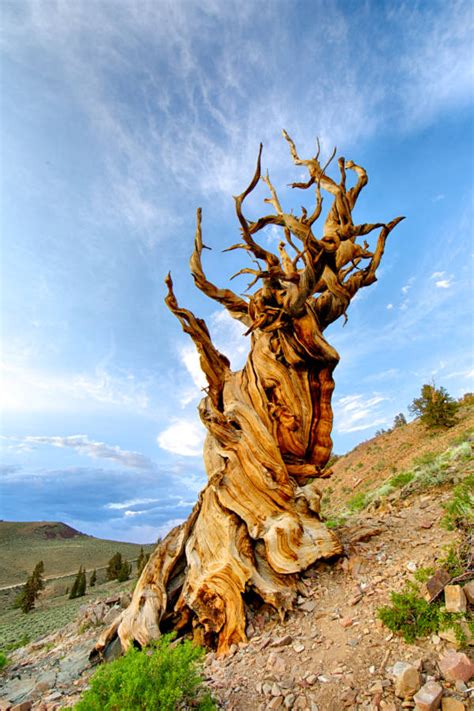 Why Old Tjikko May Not Quite Be The World's Oldest Tree