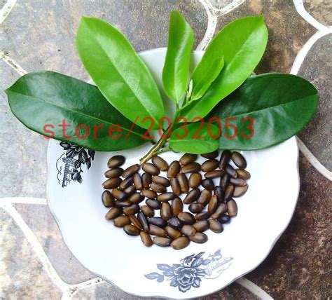 20 Soursop SEEDS , Graviola, Annona Muricata, Annonacin Tree Shrub rare ...