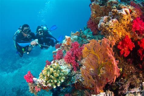 Exploring Fiji: The Soft Coral Capital of the World - Fly & Sea Dive ...