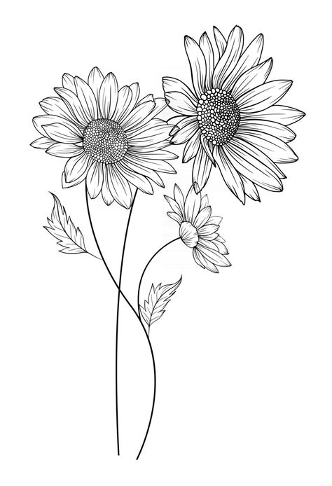 Daisy Flower Outline Daisy LIne Art Line Drawing chamomile outline ...