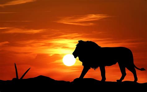 Africa Lion Sunset Wallpapers - 4k, HD Africa Lion Sunset Backgrounds ...