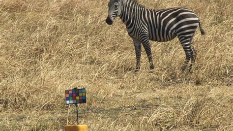 Zebra Stripes Aren't Used For Camouflage | IFLScience