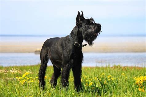 Giant Schnauzer Dog Breed Information