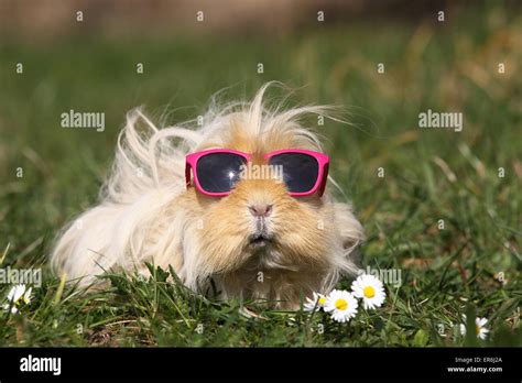 Guinea pig funny hi-res stock photography and images - Alamy