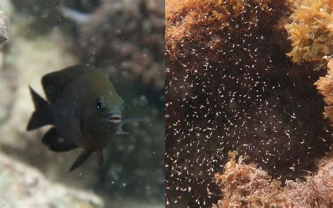 Longfin Damselfish have Domesticated Mysis Shrimp | Reef Builders | The ...