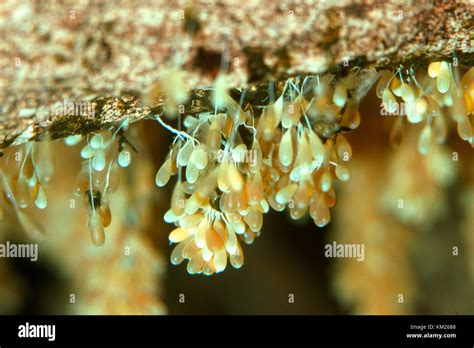 Giant pacific octopus eggs hi-res stock photography and images - Alamy