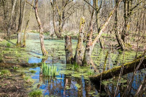 Pelkė,pelkės,pelkė,vanduo,gamtos rezervatas - nemokamos nuotraukos ...