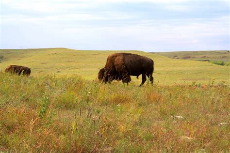 Konza Prairie Biological Station Shares Facts About Bison, the New U.S ...