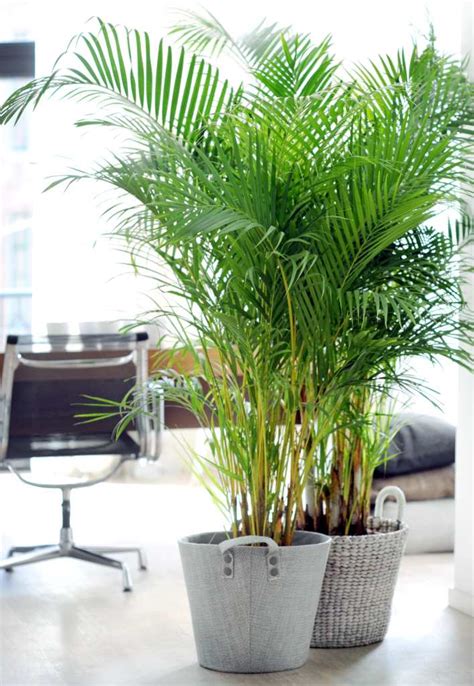 Areca – care, diseases, watering, fertilizer, exposure, keeping fronds up