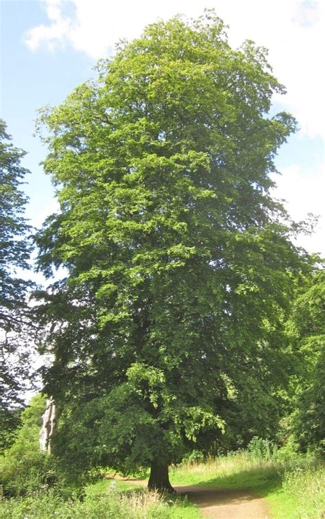 Hornbeam - Tree Guide UK Hornbeam identification