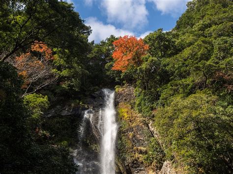 HD wallpaper: japan, kumamoto, waterfall, autumnal leaves, tree, plant ...