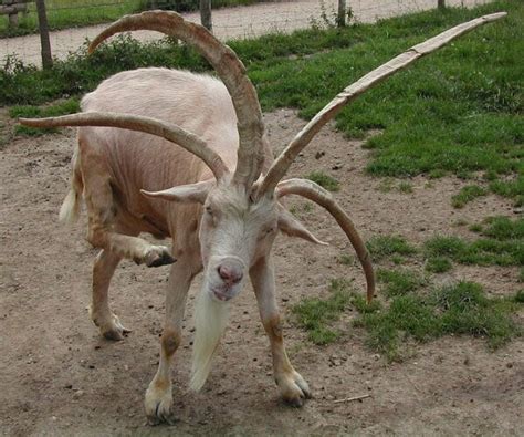 🔥 This Goat with 4 horns 🔥 : r/NatureIsFuckingLit