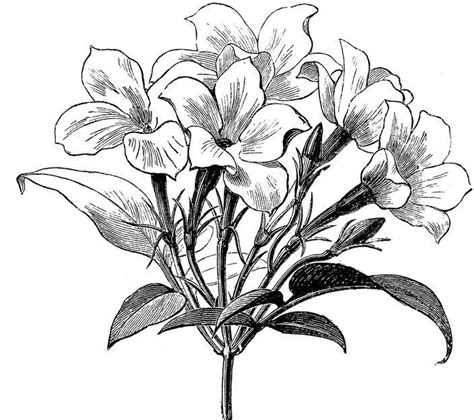 jasmine flower botanical drawing - Google Search | Flower drawing ...