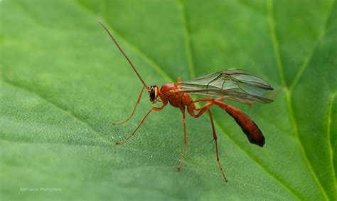 European Ichneumon wasp - Photography Forum