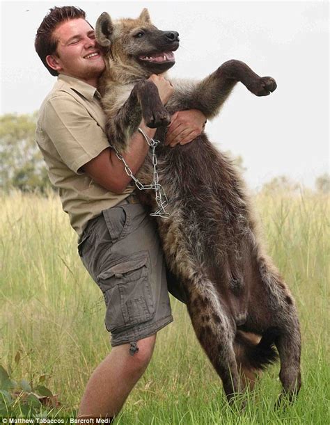 I Googled Pet Hyena and found this guy : r/pics