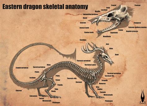 Eastern Dragon Anatomy and Physiology - Dragonsinn.net