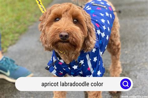 Ultimate Apricot Labradoodle Guide [with Photos] - OodleLife®