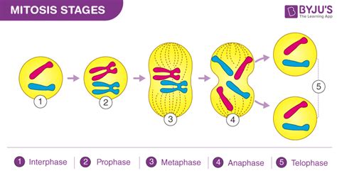 Simple Diagram Of Mitosis