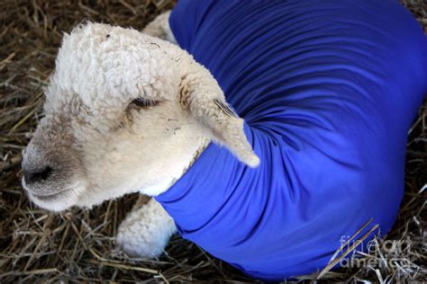 Sheep In Wool Clothing Photograph by David Bearden