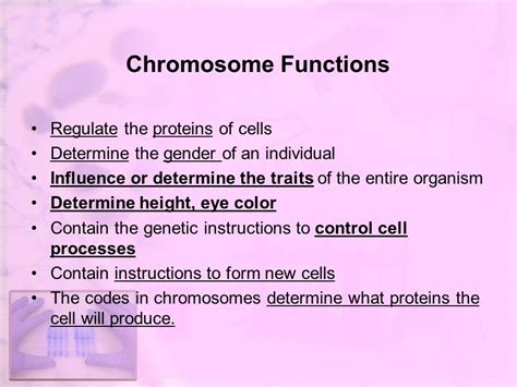 Chromosomes | Definition, Structure, Functions & Example