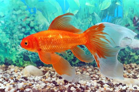 Aquarium communautaire avec poisson rouge possible ou pas ? - Aquablog