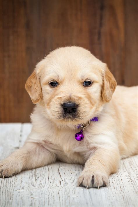 Golden Retriever Puppies (25 Cute Goldies) - Talk to Dogs