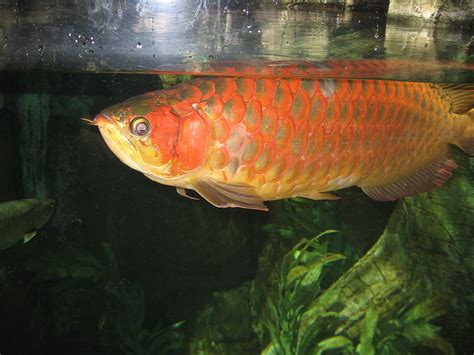 Asian Arowana – Indonesia