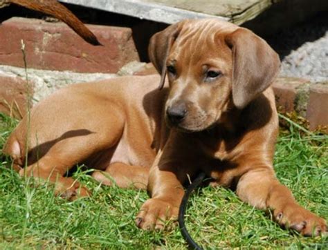 Rhodesian Ridgeback Pitbull Mix | Pitbull Puppies