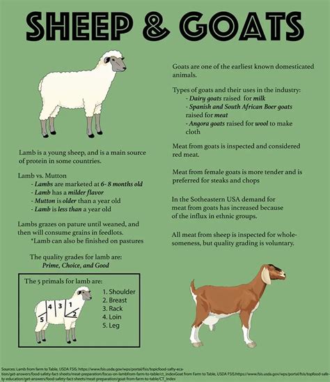 lamb vs goat vs Mutton, What's the Difference?