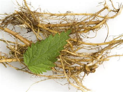 Benefits Of Nettle Root - Learn How To Harvest Stinging Nettle Roots