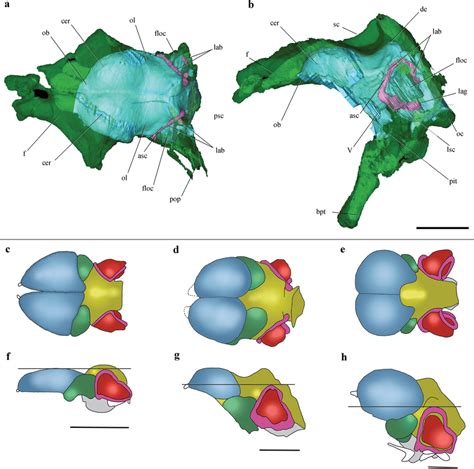 Cranial endocast and comparison of brain anatomy in pterosaurs. (A, B ...